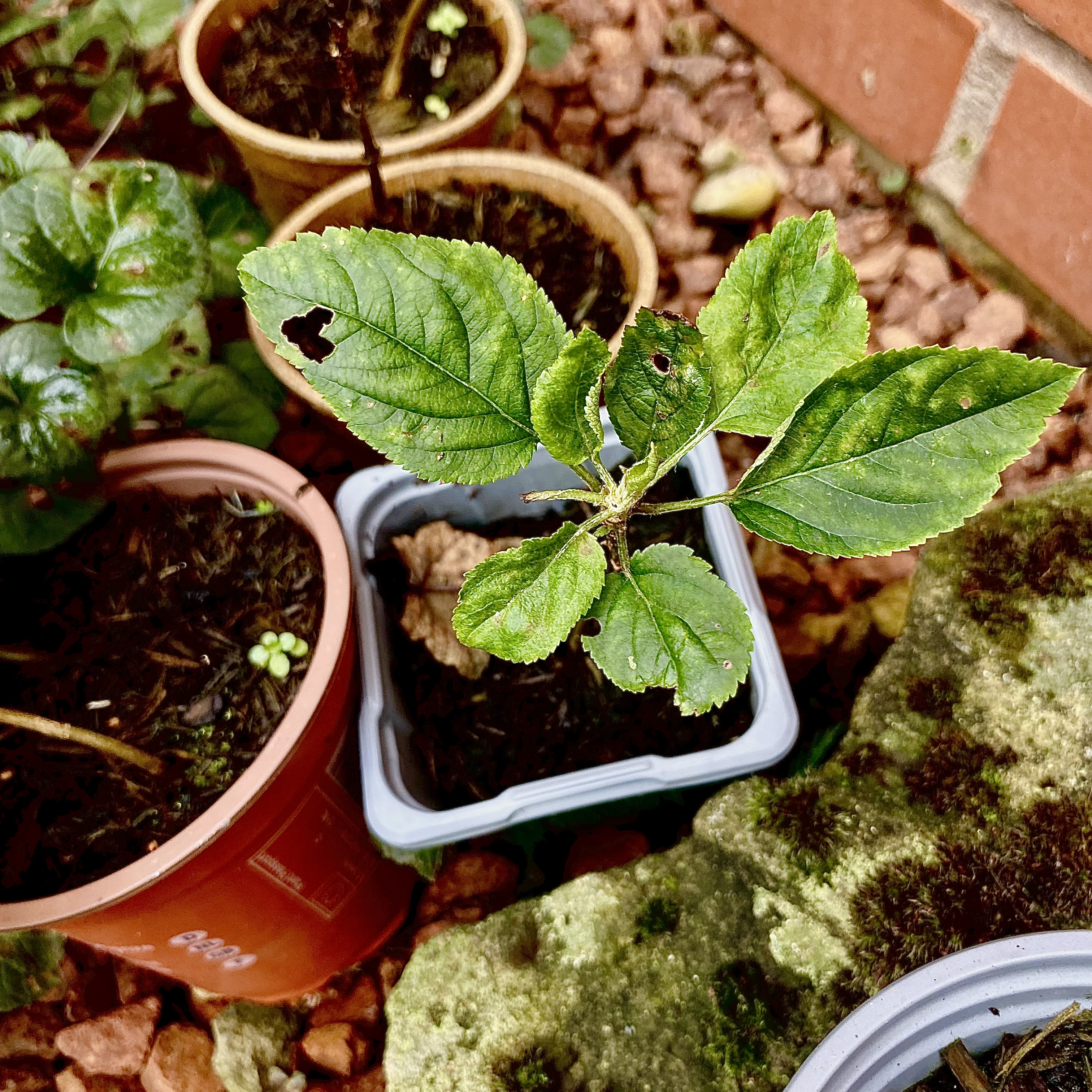 apple tree growing in a yogurt pot