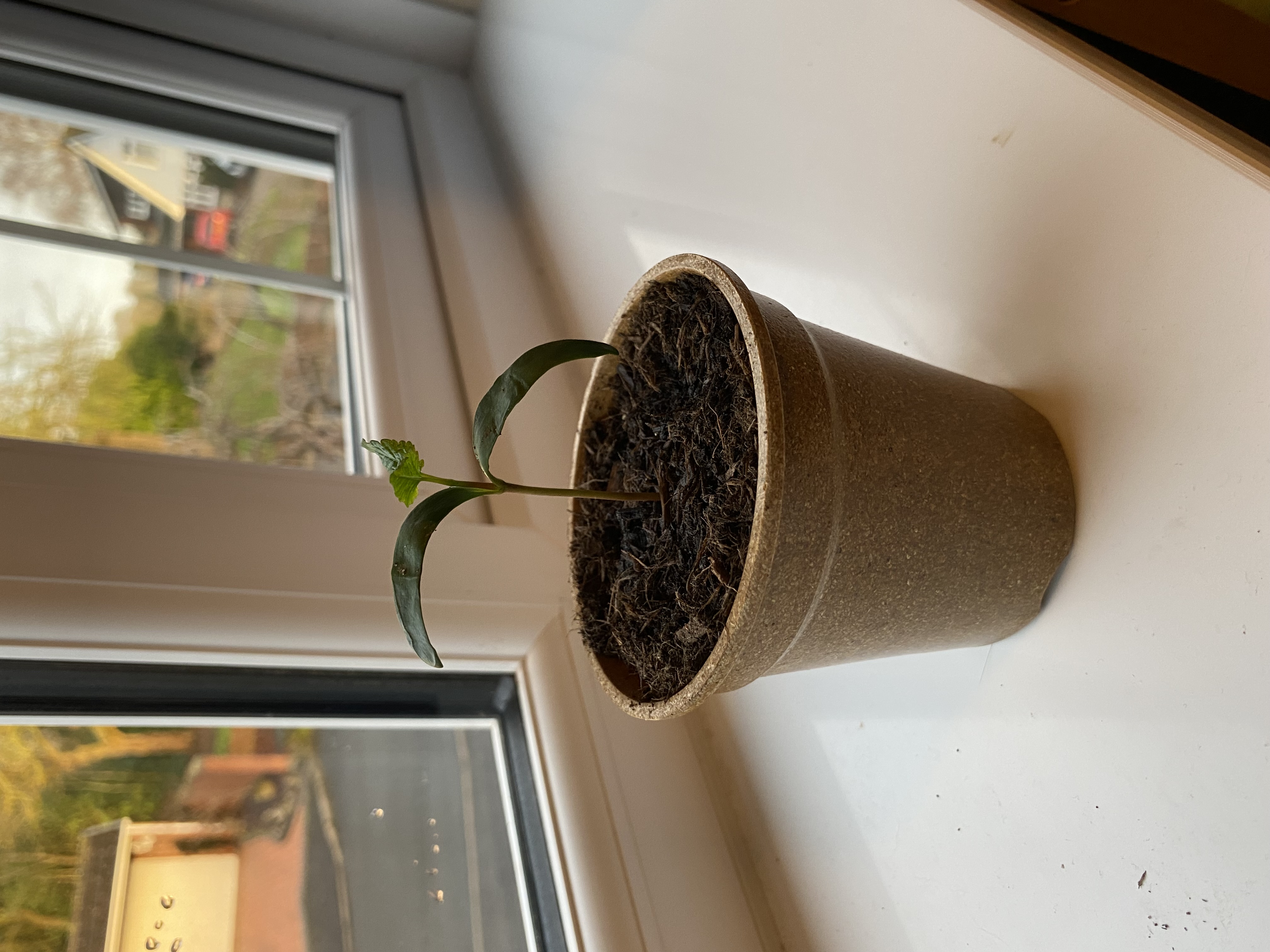 sycamore tree grwoing on a windowsill