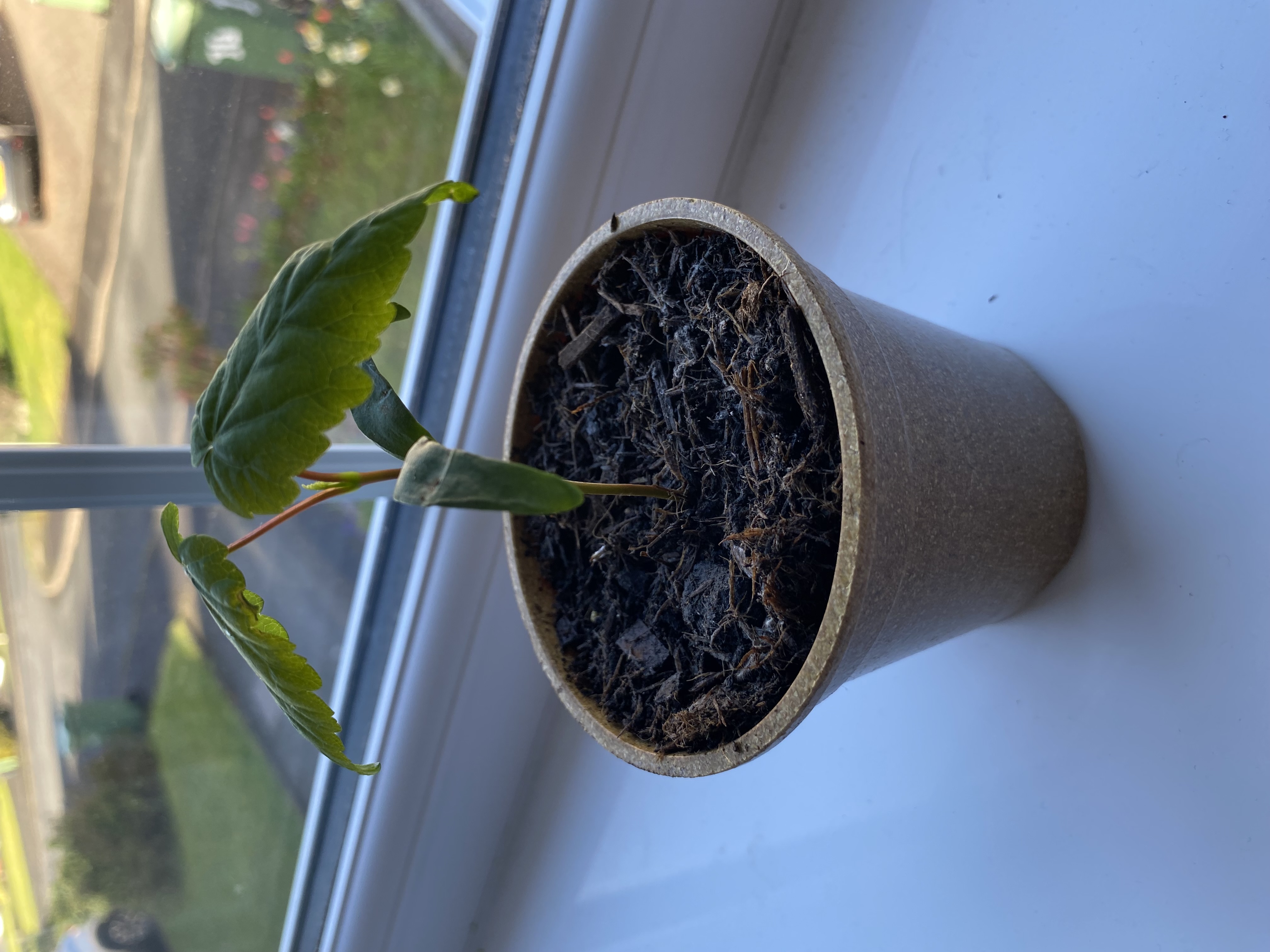 sycamore growing indoors